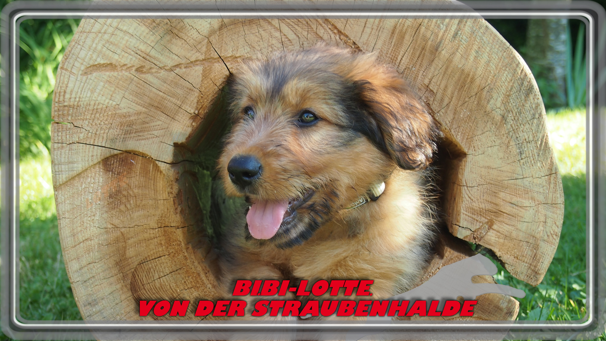 Wäller von der Straubenhalde